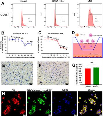 Evaluation of nanoparticle albumin-bound paclitaxel loaded macrophages for glioblastoma treatment based on a microfluidic chip